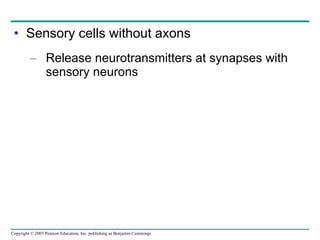 Sensory cells without axons  Release neurotransmitters at synapses with sensory neurons 