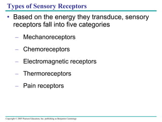 Types of Sensory Receptors Based on the energy they transduce, sensory receptors fall into five categories Mechanoreceptors Chemoreceptors Electromagnetic receptors Thermoreceptors Pain receptors 