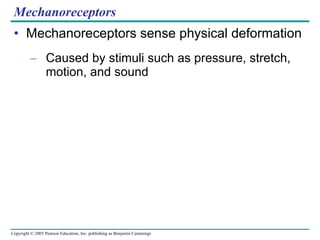 Mechanoreceptors Mechanoreceptors sense physical deformation Caused by stimuli such as pressure, stretch, motion, and sound 