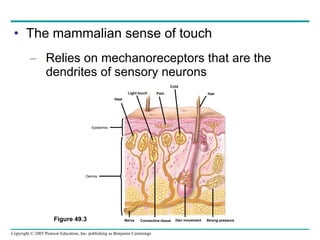 The mammalian sense of touch Relies on mechanoreceptors that are the dendrites of sensory neurons Figure 49.3 Heat Light touch Pain Cold Hair Nerve Connective tissue Hair movement Strong pressure Dermis Epidermis 