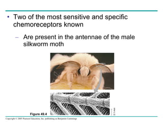 Two of the most sensitive and specific chemoreceptors known Are present in the antennae of the male silkworm moth Figure 49.4 0.1 mm 