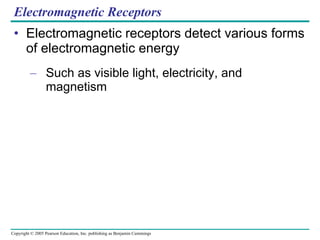 Electromagnetic Receptors Electromagnetic receptors detect various forms of electromagnetic energy Such as visible light, electricity, and magnetism 