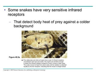 Some snakes have very sensitive infrared receptors That detect body heat of prey against a colder background Figure 49.5a (a)  This rattlesnake and other pit vipers have a pair of infrared receptors, one between each eye and nostril. The organs are sensitive enough to detect the infrared radiation emitted by a warm mouse a meter away.  The snake moves its head from side to side until the radiation is detected  equally by the two receptors, indicating that the mouse is straight ahead. 