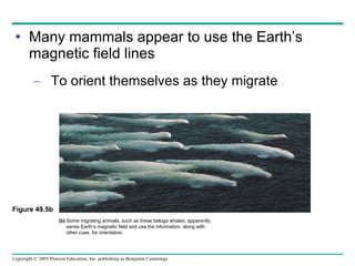 Many mammals appear to use the Earth’s magnetic field lines To orient themselves as they migrate Figure 49.5b (b)  Some migrating animals, such as these beluga whales, apparently sense Earth’s magnetic field and use the information, along with  other cues, for orientation. 