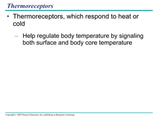 Thermoreceptors Thermoreceptors, which respond to heat or cold Help regulate body temperature by signaling both surface and body core temperature 