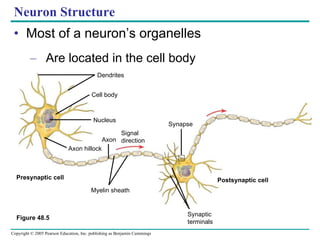 Neuron Structure Most of a neuron’s organelles Are located in the cell body Figure 48.5 Dendrites Cell body Nucleus Axon hillock Axon Signal  direction Synapse Myelin sheath Synaptic terminals Presynaptic cell Postsynaptic cell 