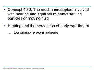 Concept 49.2: The mechanoreceptors involved with hearing and equilibrium detect settling particles or moving fluid Hearing and the perception of body equilibrium Are related in most animals 