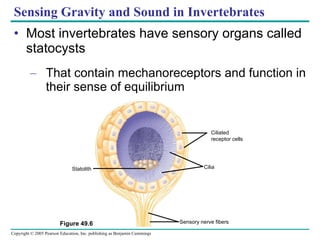 Sensing Gravity and Sound in Invertebrates Most invertebrates have sensory organs called statocysts That contain mechanoreceptors and function in their sense of equilibrium Figure 49.6 Ciliated receptor cells Cilia Statolith Sensory nerve fibers 