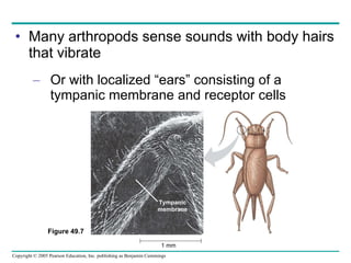 Many arthropods sense sounds with body hairs that vibrate Or with localized “ears” consisting of a tympanic membrane and receptor cells Figure 49.7 1 mm Tympanic membrane 