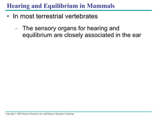 Hearing and Equilibrium in Mammals In most terrestrial vertebrates The sensory organs for hearing and equilibrium are closely associated in the ear 