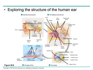 Exploring the structure of the human ear Figure 49.8 Pinna Auditory  canal Eustachian  tube Tympanic membrane Stapes Incus Malleus Skull bones Semicircular canals Auditory nerve, to brain Cochlea Tympanic membrane Oval window Eustachian  tube Round window Vestibular canal Tympanic canal Auditory nerve Bone Cochlear duct Hair cells Tectorial membrane Basilar membrane To auditory nerve Axons of  sensory neurons 1 Overview of ear structure 2 The middle ear and inner ear 4 The organ of Corti 3 The cochlea Organ of Corti Outer ear Middle ear Inner ear 