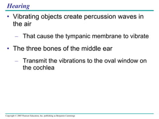 Hearing Vibrating objects create percussion waves in the air That cause the tympanic membrane to vibrate The three bones of the middle ear Transmit the vibrations to the oval window on the cochlea 