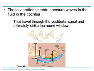 These vibrations create pressure waves in the fluid in the cochlea That travel through the vestibular canal and ultimately strike the round window Figure 49.9 Cochlea Stapes Oval  window Apex Axons of sensory neurons Round window Basilar  membrane Tympanic canal Base Vestibular canal Perilymph 