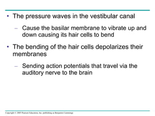 The pressure waves in the vestibular canal  Cause the basilar membrane to vibrate up and down causing its hair cells to bend The bending of the hair cells depolarizes their membranes Sending action potentials that travel via the auditory nerve to the brain 