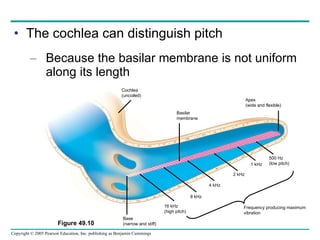 The cochlea can distinguish pitch Because the basilar membrane is not uniform along its length Figure 49.10 Cochlea (uncoiled) Basilar membrane Apex (wide and flexible) Base (narrow and stiff) 500 Hz (low pitch) 1 kHz 2 kHz 4 kHz 8 kHz 16 kHz (high pitch) Frequency producing maximum vibration 
