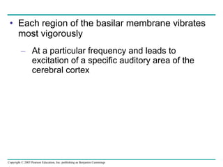 Each region of the basilar membrane vibrates most vigorously At a particular frequency and leads to excitation of a specific auditory area of the cerebral cortex 