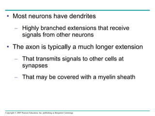 Most neurons have dendrites Highly branched extensions that receive signals from other neurons The axon is typically a much longer extension That transmits signals to other cells at synapses That may be covered with a myelin sheath 