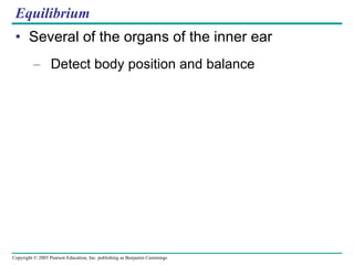 Equilibrium Several of the organs of the inner ear Detect body position and balance 