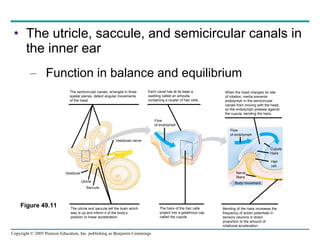 The utricle, saccule, and semicircular canals in the inner ear Function in balance and equilibrium Figure 49.11 The semicircular canals, arranged in three spatial planes, detect angular movements of the head. Body movement Nerve fibers Each canal has at its base a  swelling called an ampulla, containing a cluster of hair cells. When the head changes its rate of rotation, inertia prevents endolymph in the semicircular canals from moving with the head, so the endolymph presses against the cupula, bending the hairs. The utricle and saccule tell the brain which way is up and inform it of the body’s position or linear acceleration. The hairs of the hair cells project into a gelatinous cap called the cupula. Bending of the hairs increases the frequency of action potentials in sensory neurons in direct proportion to the amount of rotational acceleration. Vestibule Utricle Saccule Vestibular nerve Flow of endolymph Flow of endolymph Cupula Hairs Hair cell 