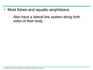 Most fishes and aquatic amphibians Also have a lateral line system along both sides of their body 