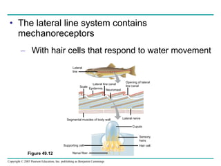 The lateral line system contains mechanoreceptors With hair cells that respond to water movement Figure 49.12 Nerve fiber Supporting cell Cupula Sensory hairs Hair cell Segmental muscles of body wall Lateral nerve Scale Epidermis Lateral line canal Neuromast Opening of lateral line canal Lateral line 