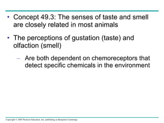 Concept 49.3: The senses of taste and smell are closely related in most animals The perceptions of gustation (taste) and olfaction (smell) Are both dependent on chemoreceptors that detect specific chemicals in the environment 