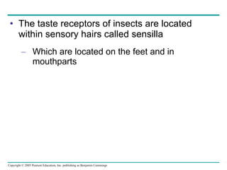 The taste receptors of insects are located within sensory hairs called sensilla Which are located on the feet and in mouthparts 