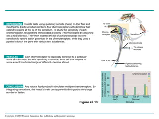 Figure 49.13 EXPERIMENT   Insects taste using gustatory sensilla (hairs) on their feet and mouthparts. Each sensillum contains four chemoreceptors with dendrites that extend to a pore at the tip of the sensillum. To study the sensitivity of each chemoreceptor, researchers immobilized a blowfly ( Phormia regina ) by attaching it to a rod with wax. They then inserted the tip of a microelectrode into one sensillum to record action potentials in the chemoreceptors, while they used a pipette to touch the pore with various test substances. Number of action potentials in first second of response CONCLUSION   Any natural food probably stimulates multiple chemoreceptors. By integrating sensations, the insect’s brain can apparently distinguish a very large  number of tastes. To brain Chemo- receptors Pore at tip Pipette containing test substance To voltage recorder Sensillum Microelectrode 50 30 10 0 0.5  M NaCl Meat 0.5  M Sucrose Honey Stimulus Chemoreceptors RESULTS   Each chemoreceptor is especially sensitive to a particular class of substance, but this specificity is relative; each cell can respond to some extent to a broad range of different chemical stimuli. 