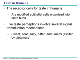 Taste in Humans The receptor cells for taste in humans Are modified epithelial cells organized into taste buds Five taste perceptions involve several signal transduction mechanisms Sweet, sour, salty, bitter, and umami (elicited by glutamate) 