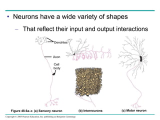 Neurons have a wide variety of shapes That reflect their input and output interactions Figure 48.6a–c Axon Cell  body Dendrites (a) Sensory neuron (b) Interneurons (c) Motor neuron 