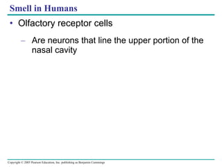 Smell in Humans Olfactory receptor cells Are neurons that line the upper portion of the nasal cavity 