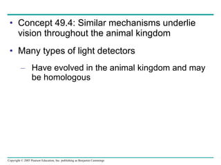 Concept 49.4: Similar mechanisms underlie vision throughout the animal kingdom Many types of light detectors Have evolved in the animal kingdom and may be homologous 