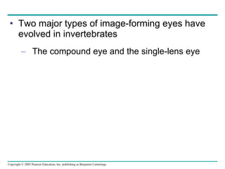 Two major types of image-forming eyes have evolved in invertebrates The compound eye and the single-lens eye 