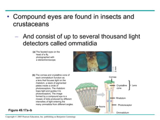Compound eyes are found in insects and crustaceans And consist of up to several thousand light detectors called ommatidia Figure 49.17a–b Cornea Crystalline cone Rhabdom Photoreceptor Axons Ommatidium Lens 2 mm (a)  The faceted eyes on the  head of a fly, photographed with  a stereomicroscope.  (b)  The cornea and crystalline cone of  each ommatidium function as  a lens that focuses light on the  rhabdom, a stack of pigmented  plates inside a circle of  photoreceptors. The rhabdom  traps light and guides it to  photoreceptors. The image  formed by a compound eye is a  mosaic of dots produced by different  intensities of light entering the  many ommatidia from different angles. 