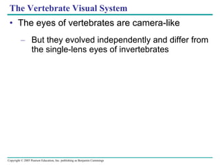 The Vertebrate Visual System The eyes of vertebrates are camera-like But they evolved independently and differ from the single-lens eyes of invertebrates 