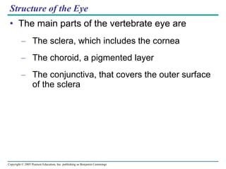Structure of the Eye The main parts of the vertebrate eye are The sclera, which includes the cornea The choroid, a pigmented layer The conjunctiva, that covers the outer surface of the sclera 