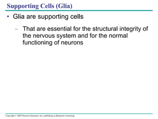 Supporting Cells (Glia) Glia are supporting cells That are essential for the structural integrity of the nervous system and for the normal functioning of neurons 