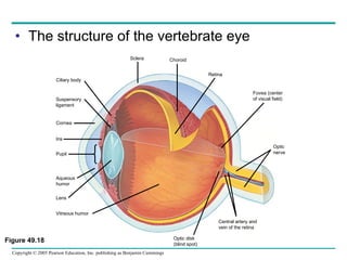 The structure of the vertebrate eye Figure 49.18 Ciliary body Iris Suspensory ligament Cornea Pupil Aqueous humor Lens Vitreous humor Optic disk (blind spot) Central artery and vein of the retina Optic nerve Fovea (center of visual field) Retina Choroid Sclera 