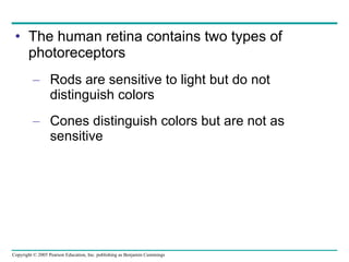 The human retina contains two types of photoreceptors Rods are sensitive to light but do not distinguish colors Cones distinguish colors but are not as sensitive 
