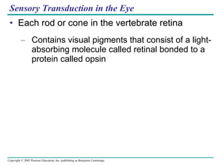 Sensory Transduction in the Eye Each rod or cone in the vertebrate retina Contains visual pigments that consist of a light-absorbing molecule called retinal bonded to a protein called opsin 