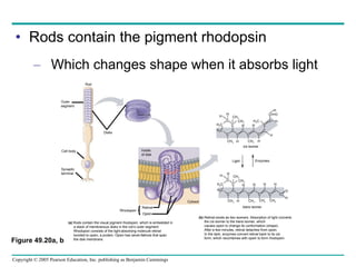 Rods contain the pigment rhodopsin Which changes shape when it absorbs light Figure 49.20a, b Rod Outer segment Cell body Synaptic terminal Disks Inside of disk (a)  Rods contain the visual pigment rhodopsin, which is embedded in a stack of membranous disks in the rod’s outer segment. Rhodopsin consists of the light-absorbing molecule retinal bonded to opsin, a protein. Opsin has seven  helices that span the disk membrane. (b)  Retinal exists as two isomers. Absorption of light converts the  cis  isomer to the  trans  isomer, which  causes opsin to change its conformation (shape).  After a few minutes, retinal detaches from opsin.  In the dark, enzymes convert retinal back to its  cis  form, which recombines with opsin to form rhodopsin. Retinal Opsin Rhodopsin Cytosol H C C H 2 C C H 2 C C H CH 3 CH 3 H C C CH 3 H CH 3 C C C C C C C H H H H O H H 3 C H C C H 2 C C H 2 C C H CH 3 CH 3 H C C CH 3 H CH 3 C C C C H H CH 3 H C C C H O CH 3 trans  isomer cis  isomer Enzymes Light 