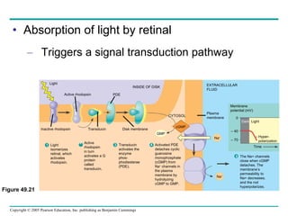 Absorption of light by retinal Triggers a signal transduction pathway Figure 49.21 EXTRACELLULAR FLUID Membrane potential (mV) 0 –  40 – 70 Dark   Light –  Hyper-   polarization Time Na + Na + cGMP CYTOSOL GMP Plasma membrane INSIDE OF DISK PDE Active rhodopsin Light Inactive rhodopsin Transducin Disk membrane 2 Active rhodopsin  in turn activates a G protein called transducin. 3 Transducin activates the enzyme phos-phodiesterae(PDE). 4 Activated PDE detaches cyclic guanosine monophosphate (cGMP) from  Na +  channels in  the plasma membrane by hydrolyzing  cGMP to GMP. 5 The Na+ channels close when cGMP detaches. The membrane’s permeability to  Na+ decreases, and the rod hyperpolarizes. 1 Light isomerizes retinal, which activates rhodopsin.  