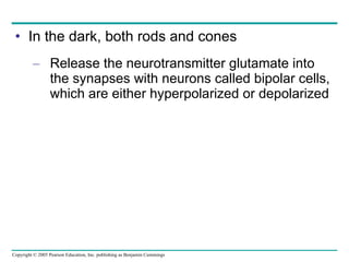 In the dark, both rods and cones Release the neurotransmitter glutamate into the synapses with neurons called bipolar cells, which are either hyperpolarized or depolarized 