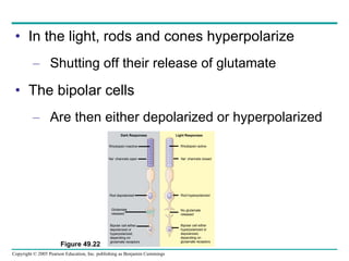 In the light, rods and cones hyperpolarize Shutting off their release of glutamate The bipolar cells Are then either depolarized or hyperpolarized Figure 49.22 Dark Responses Rhodopsin inactive Na +  channels open Rod depolarized Glutamate released Bipolar cell either depolarized or hyperpolarized, depending on glutamate receptors Light Responses Rhodopsin active Na +  channels closed Rod hyperpolarized No glutamate released Bipolar cell either hyperpolarized or depolarized, depending on glutamate receptors 