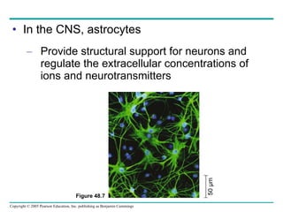 In the CNS, astrocytes Provide structural support for neurons and regulate the extracellular concentrations of ions and neurotransmitters Figure 48.7 50 µm 