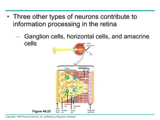 Three other types of neurons contribute to information processing in the retina Ganglion cells, horizontal cells, and amacrine cells Figure 49.23 Optic nerve fibers Ganglion cell Bipolar cell Horizontal cell Amacrine cell Pigmented epithelium Neurons Cone Rod Photoreceptors Retina Retina Optic nerve To brain 