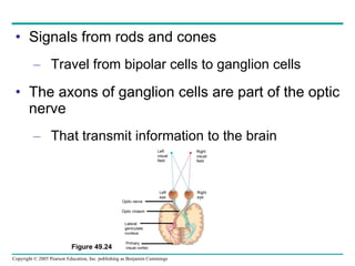 Signals from rods and cones Travel from bipolar cells to ganglion cells The axons of ganglion cells are part of the optic nerve That transmit information to the brain Figure 49.24 Left visual field Right visual field Left eye Right eye Optic nerve Optic chiasm Lateral geniculate nucleus Primary visual cortex 