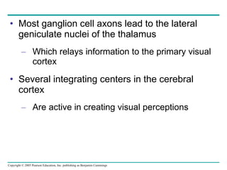 Most ganglion cell axons lead to the lateral geniculate nuclei of the thalamus Which relays information to the primary visual cortex Several integrating centers in the cerebral cortex Are active in creating visual perceptions 
