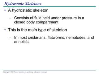 Hydrostatic Skeletons A hydrostatic skeleton Consists of fluid held under pressure in a closed body compartment This is the main type of skeleton In most cnidarians, flatworms, nematodes, and annelids 