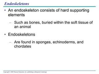 Endoskeletons An endoskeleton consists of hard supporting elements Such as bones, buried within the soft tissue of an animal Endoskeletons Are found in sponges, echinoderms, and chordates 